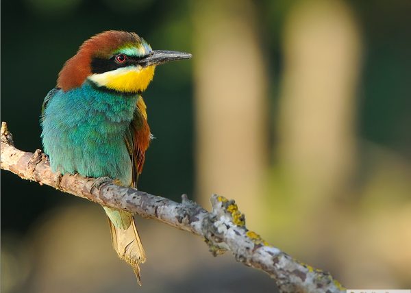 Multicolor Birding Doñana , Jaime Blasco