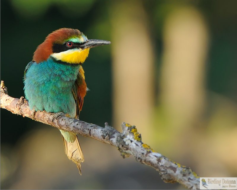 Multicolor Birding Doñana , Jaime Blasco