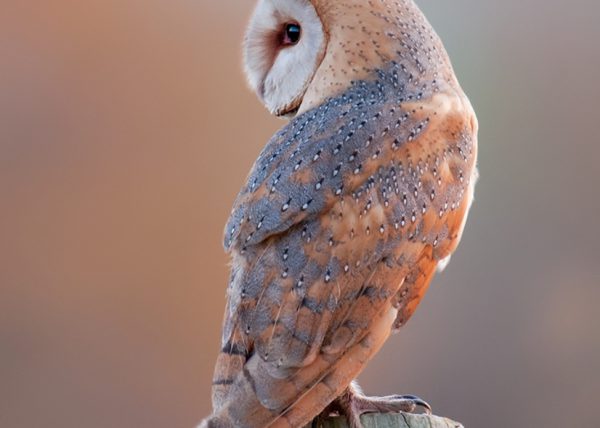 naranja Birding Doñana, Jaime Blasco