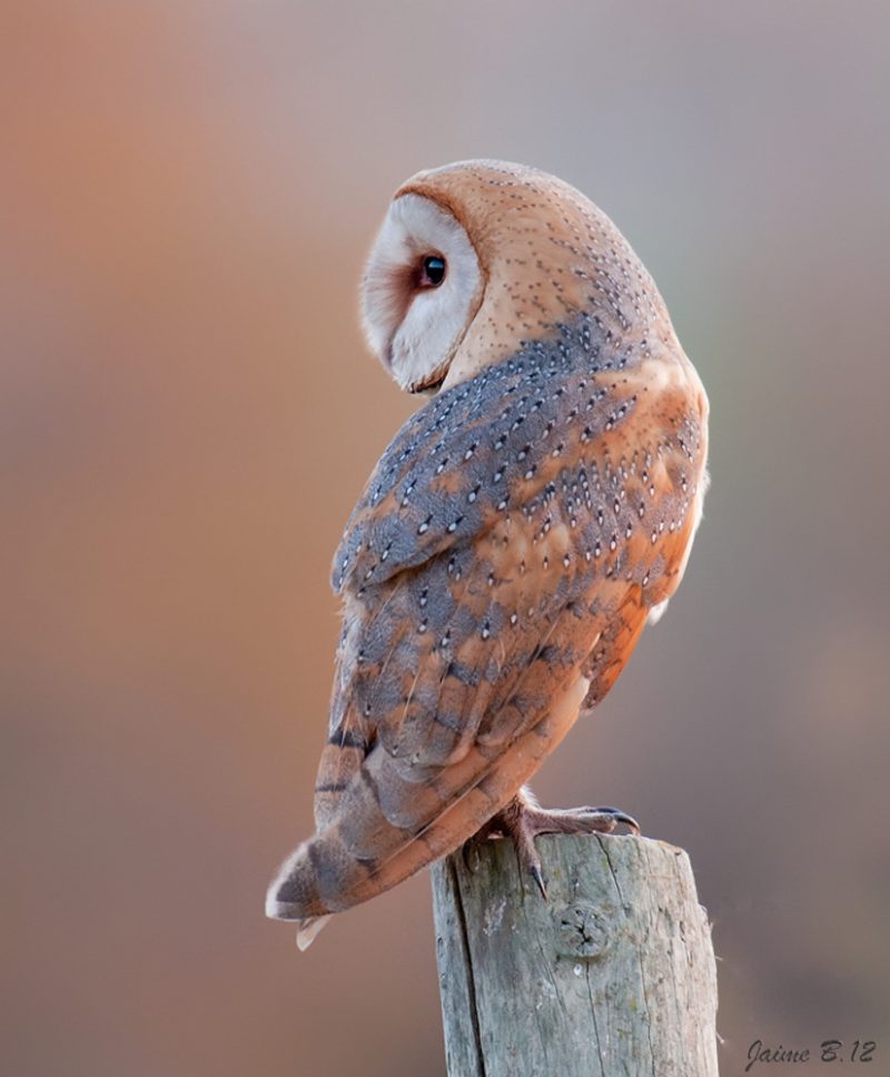 naranja Birding Doñana, Jaime Blasco