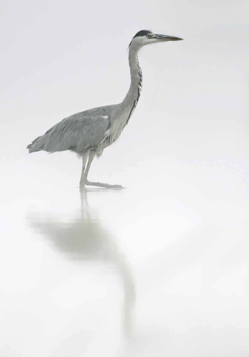 niebla Birding Doñana, Jaime Blasco