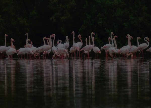 noches de la dehesa Birding Doñana, Jaime Blasco