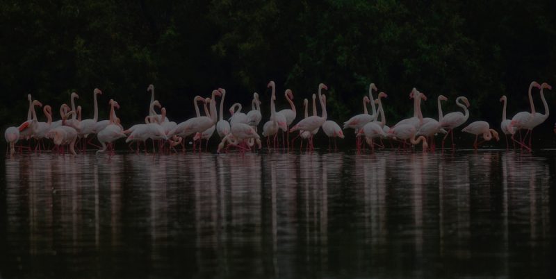 noches de la dehesa Birding Doñana, Jaime Blasco