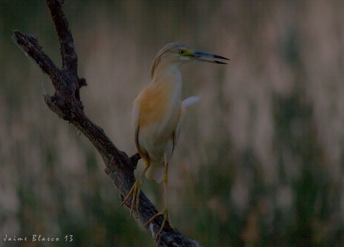 nocturna Birding Doñana, Jaime Blasco