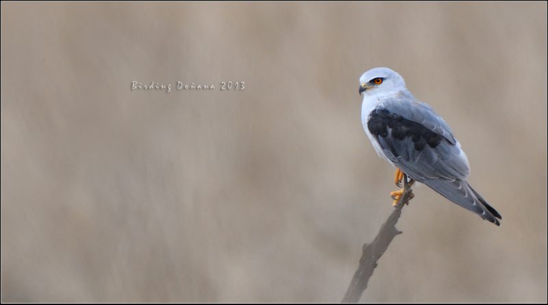 nublados de otoño Birding Doñana, Jaime Blasco