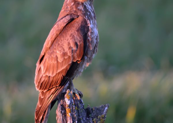 ocres Birding Doñana, Jaime Blasco