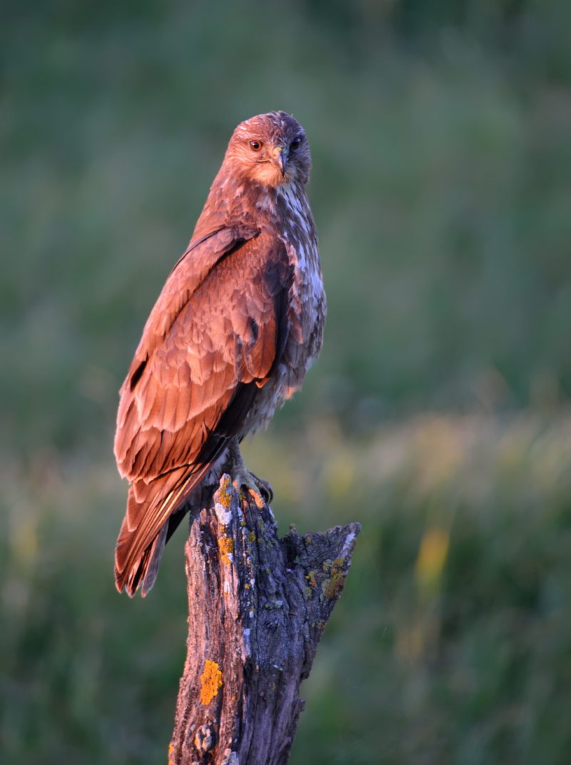 ocres Birding Doñana, Jaime Blasco