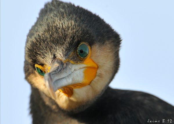 ojos verdes Birding Doñana, Jaime Blasco