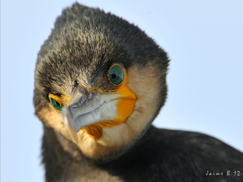 ojos verdes Birding Doñana, Jaime Blasco