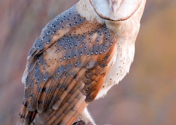 ojos negros Birding Doñana, Jaime Blasco