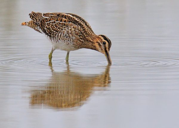 one Birding Doñana, Jaime Blasco