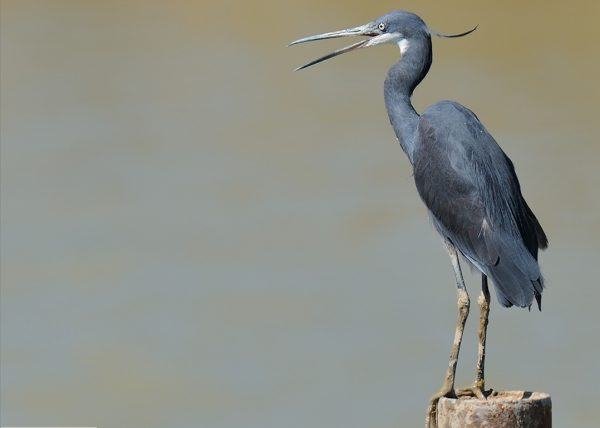 oratoria de gularis Birding Doñana, Jaime Blasco