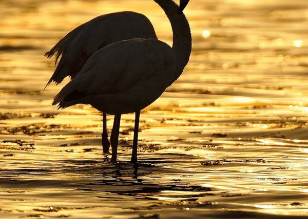 oro Birding Doñana, Jaime Blasco