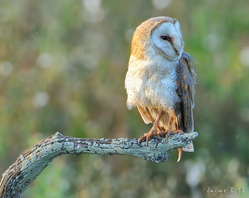 pa el ingles Birding Doñana, Jaime Blasco