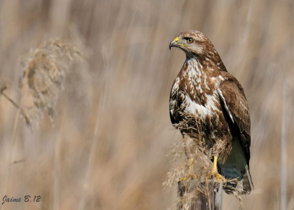 painting Birding Doñana, Jaime Blasco