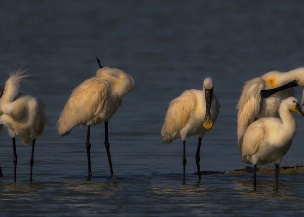 padilla Birding Doñana, Jaime Blasco