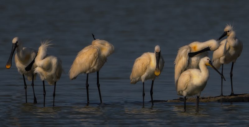 padilla Birding Doñana, Jaime Blasco