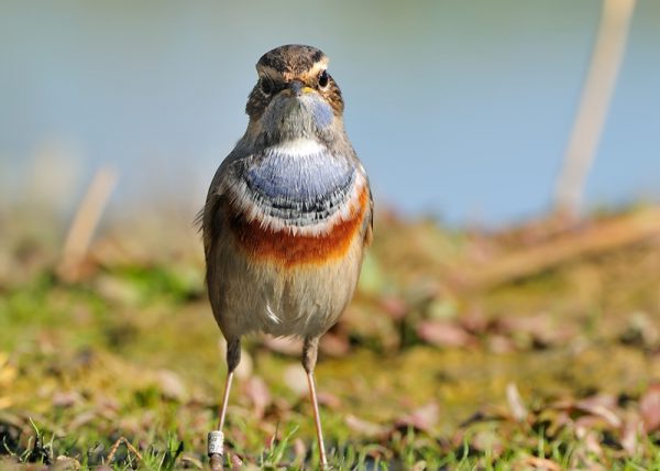 pechiazul Birding Doñana, Jaime Blasco