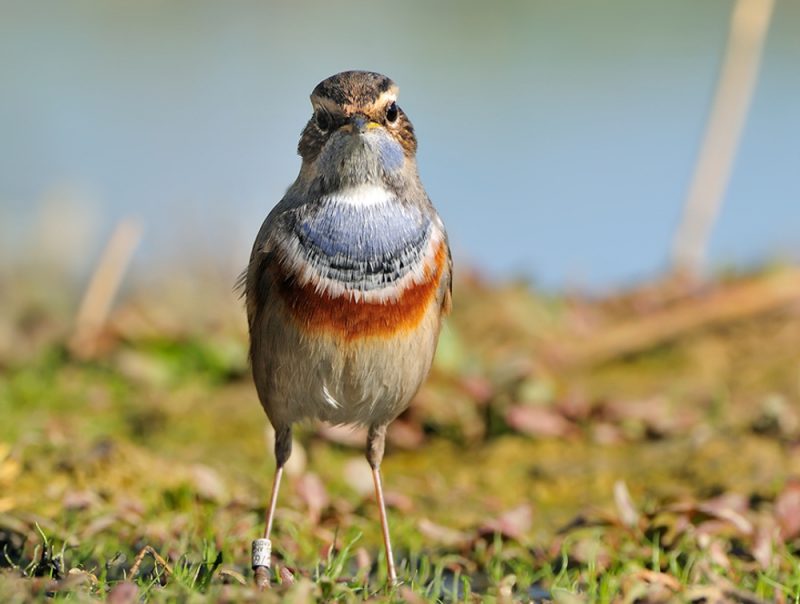 pechiazul Birding Doñana, Jaime Blasco