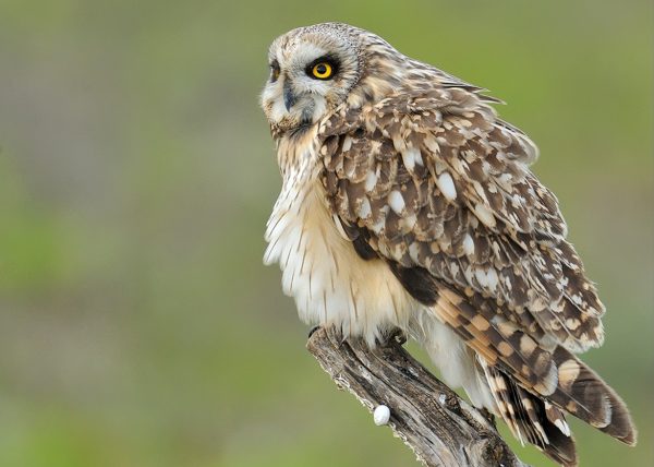 peluche Birding Doñana, Jaime Blasco