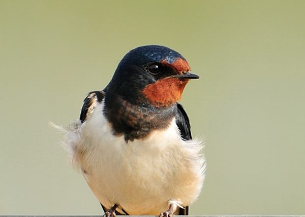 pequeños pero lucidos Birding Doñana, Jaime Blasco