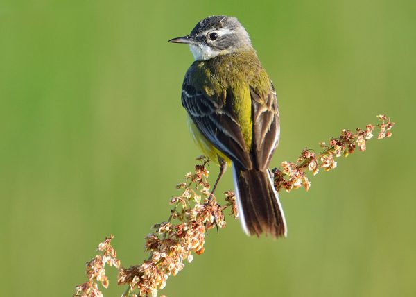 perfil Birding Doñana, Jaime Blasco