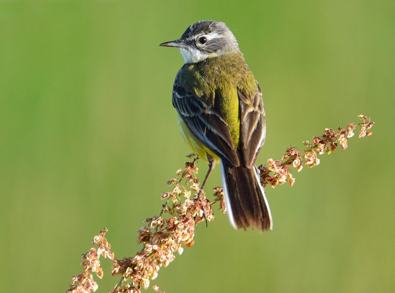 perfil Birding Doñana, Jaime Blasco