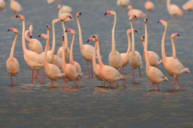 periscopio Birding Doñana, Jaime Blasco