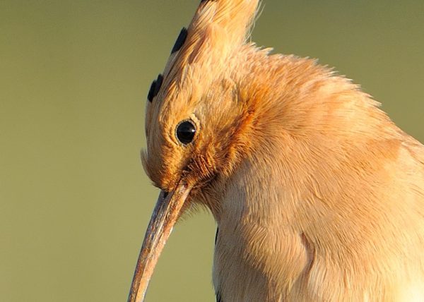 perpendicular Birding Doñana, Jaime Blasco