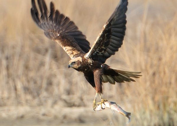 pesca Birding Doñana, Jaime Blasco