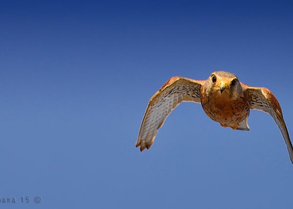 picado Birding Doñana, Jaime Blasco