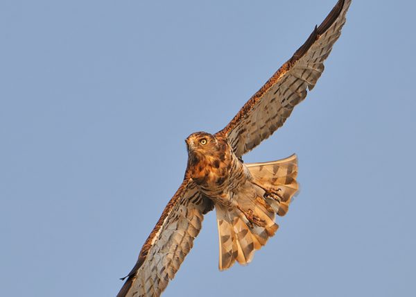 picado Birding Doñana, Jaime Blasco