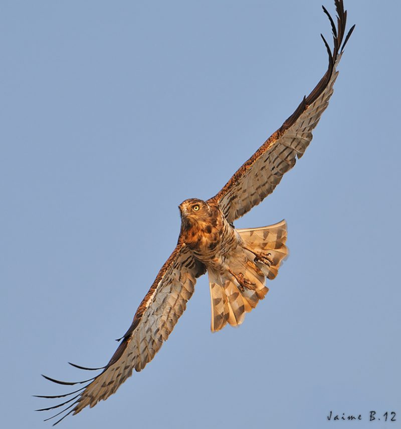 picado Birding Doñana, Jaime Blasco