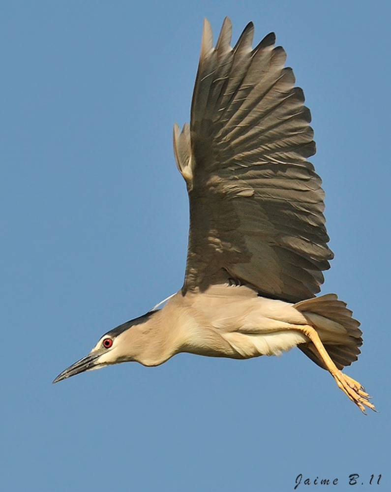 picado Birding Doñana, Jaime Blasco