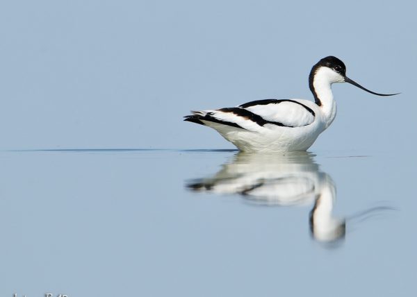 pincel Birding Doñana, Jaime Blasco