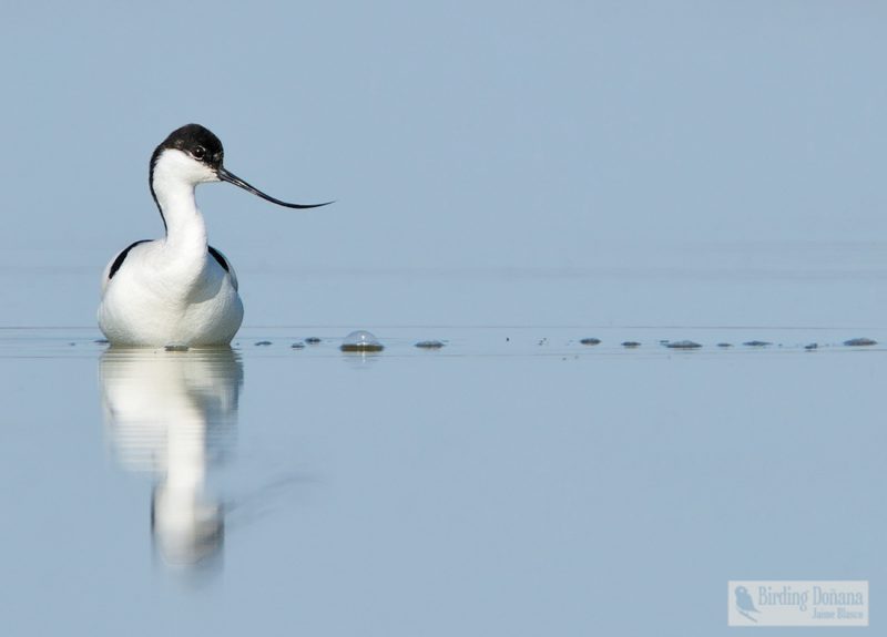 pincel Birding Doñana, Jaime Blasco