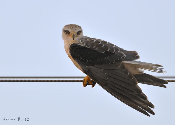 pinturita Birding Doñana, Jaime Blasco