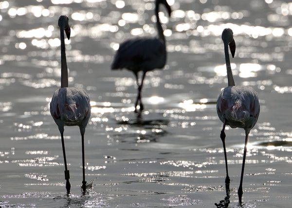 plata Birding Doñana, Jaime Blasco