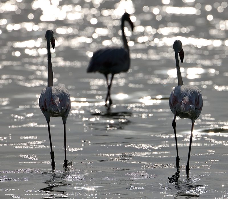 plata Birding Doñana, Jaime Blasco