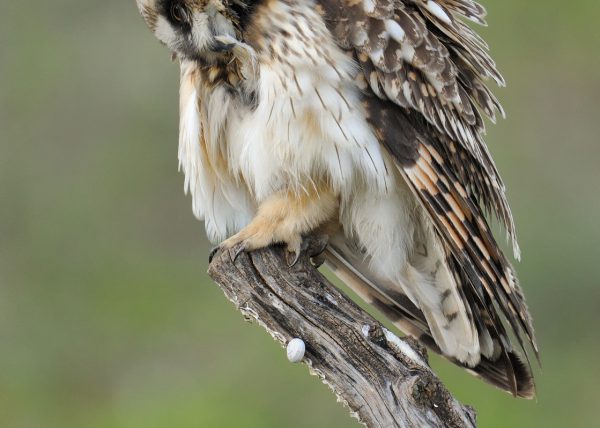 pluma Birding Doñana, Jaime Blasco