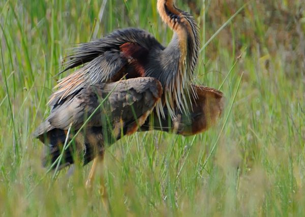 plumas Birding Doñana, Jaime Blasco