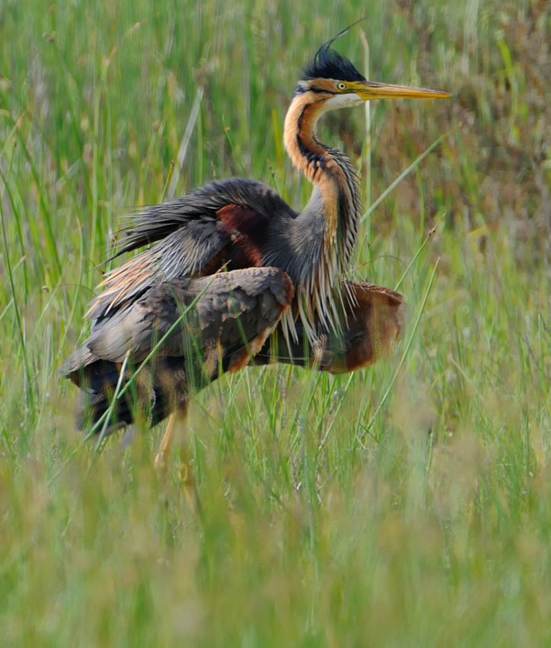 plumas Birding Doñana, Jaime Blasco