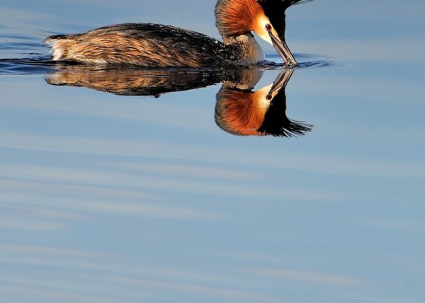 podiceps cristatus Birding Doñana, Jaime Blasco