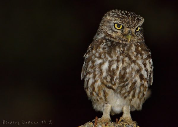 portero de noche Birding Doñana, Jaime Blasco