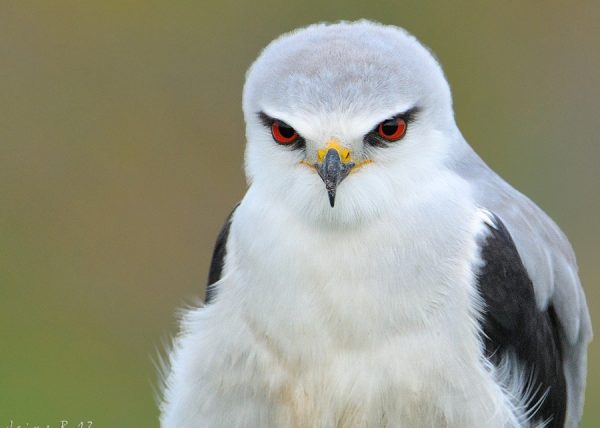 portrait Birding Doñana, Jaime Blasco