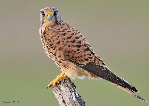 posado Birding Doñana, Jaime Blasco