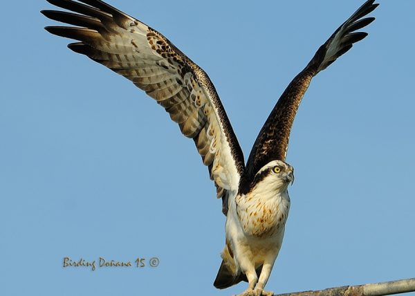 postureo Birding Doñana, Jaime Blasco