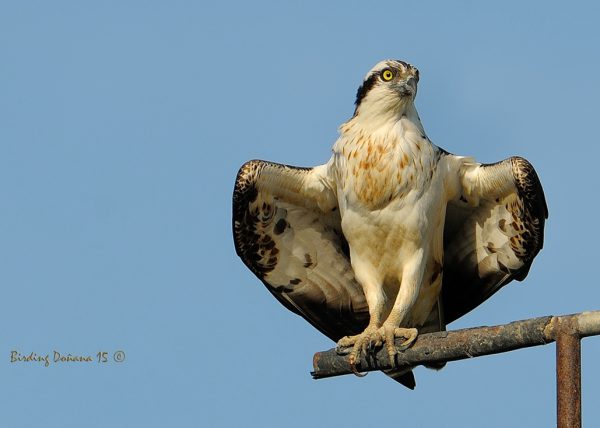 Postureo Birding Doñana, Jaime Blasco