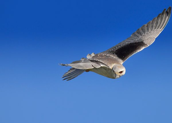 previo Birding Doñana, Jaime Blasco