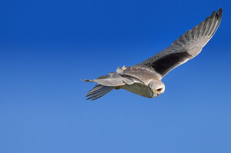 previo Birding Doñana, Jaime Blasco